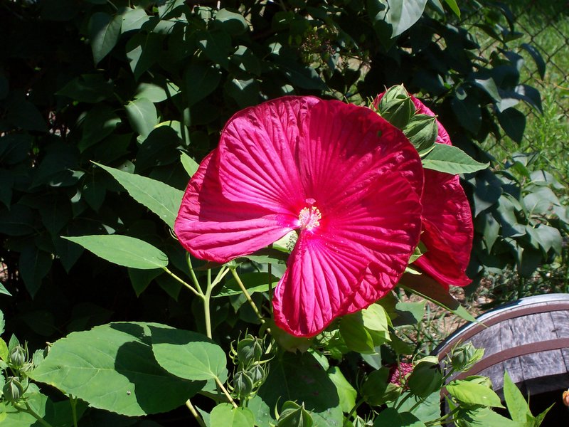 Red Beauty