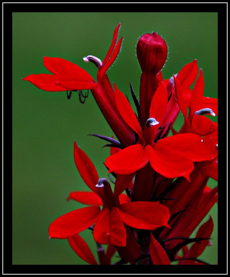 red beauty