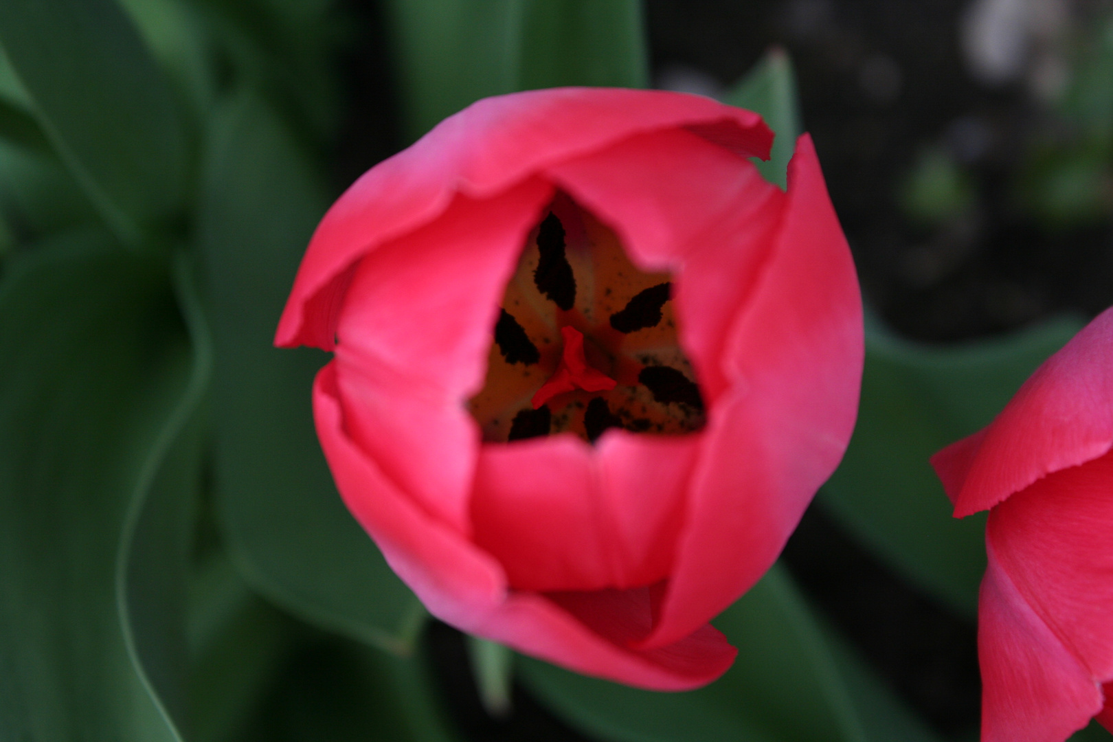 Red Beauty