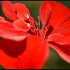 Red Beauty