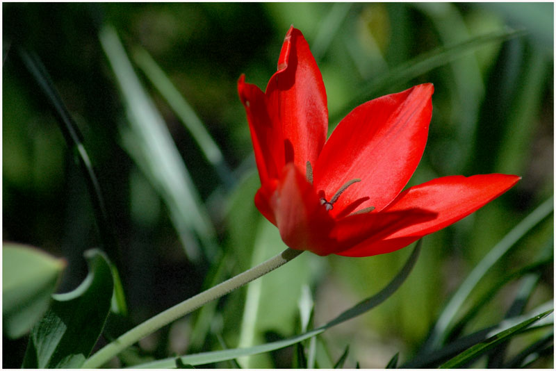 "red beauty"