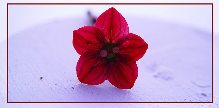 Red Beauty