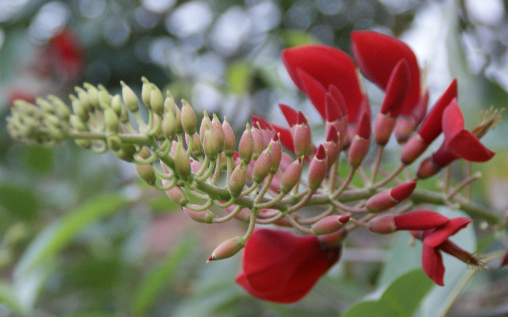 Red Beauty