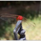 Red beauty chillin in the sun