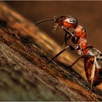 Red Beauty