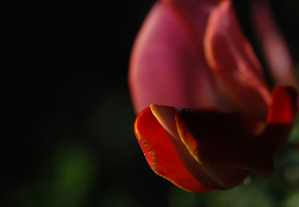 red beauty