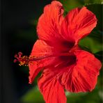 Red Beauty - Hibiskus