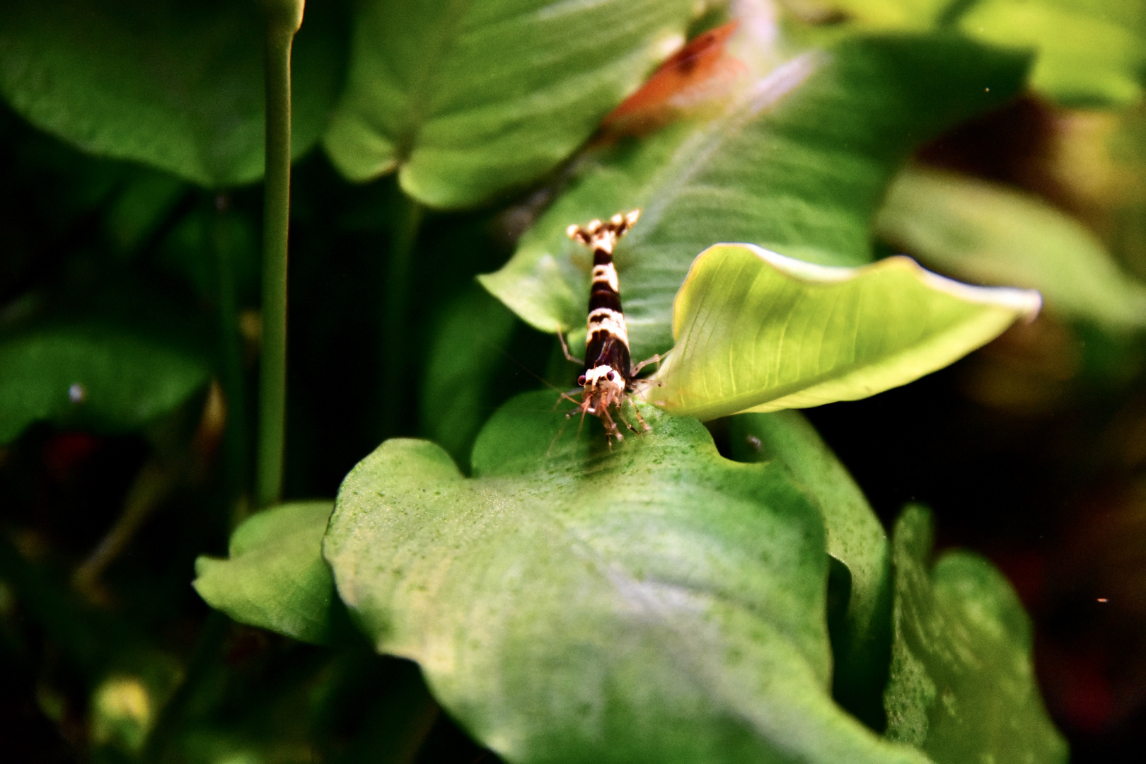 Red Bee Garnele