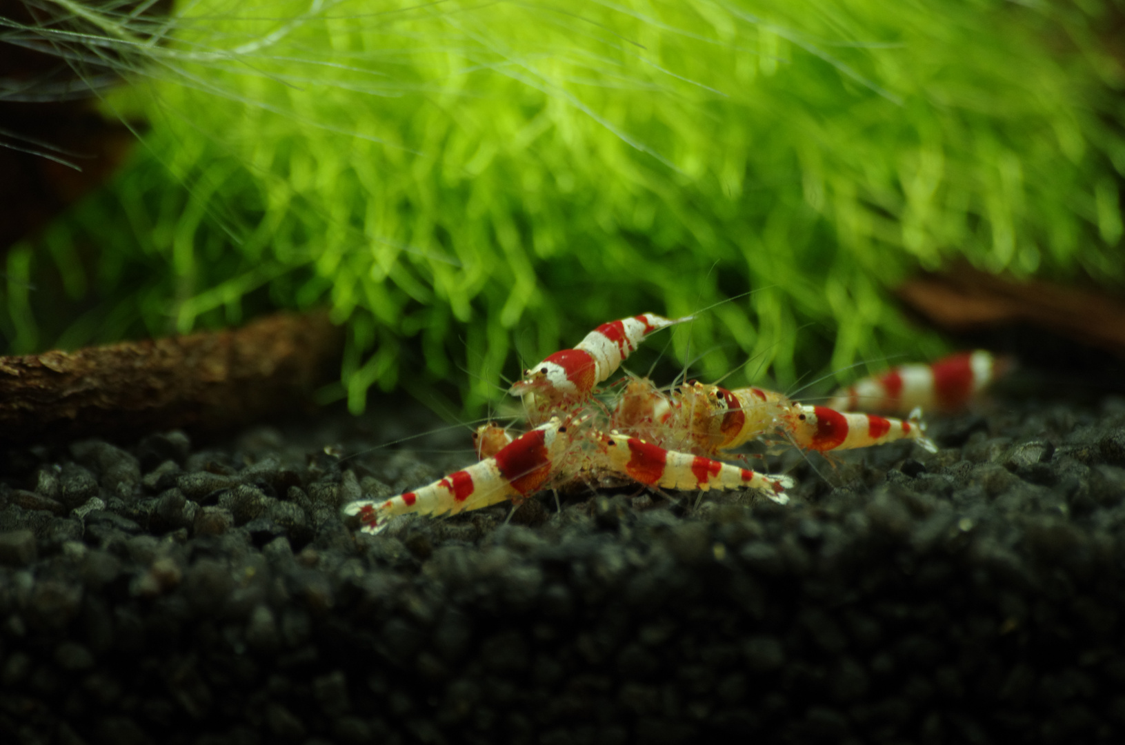 Red Bee Shrimp