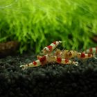Red Bee Shrimp
