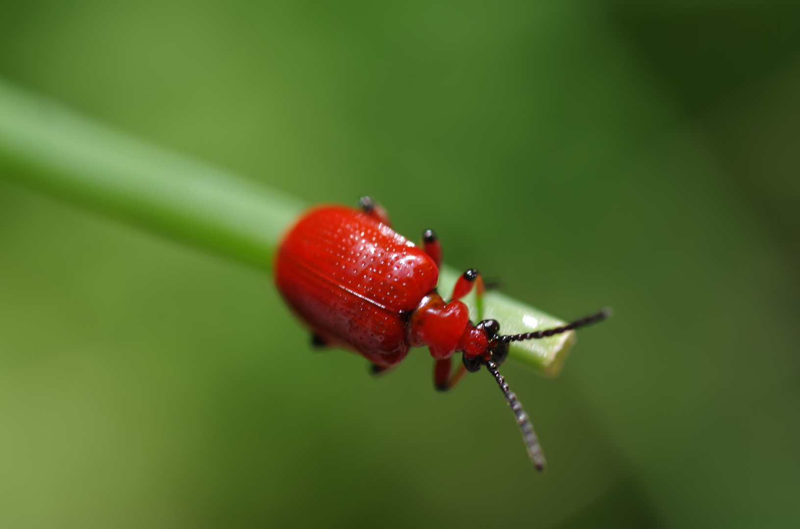 red beetle