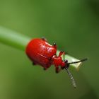 red beetle