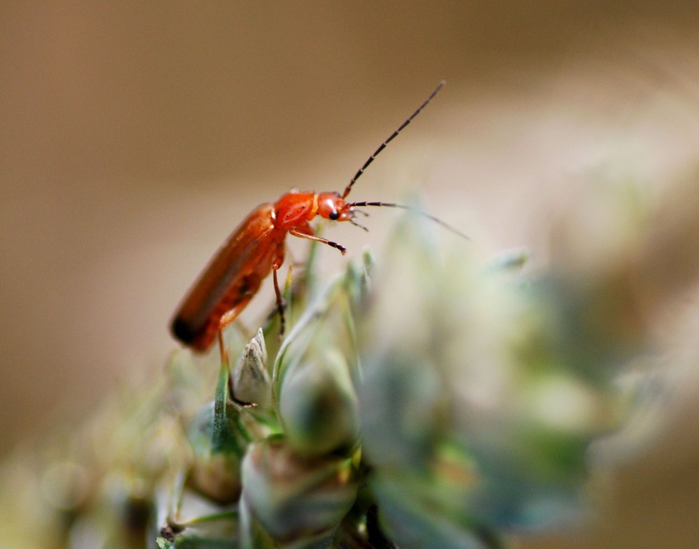 Red beetle