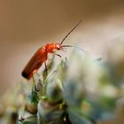 Red beetle