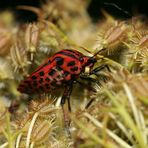 RED BEETLE