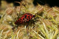 RED BEETLE