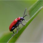 * Red Beetle *