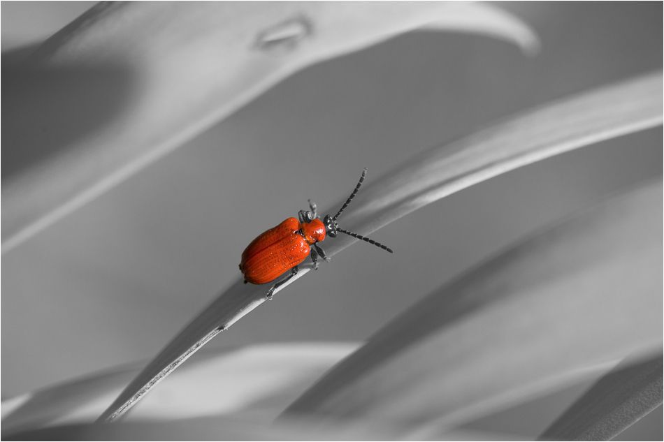 Red Beetle ~ Renaissance