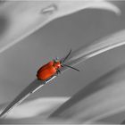 Red Beetle ~ Renaissance