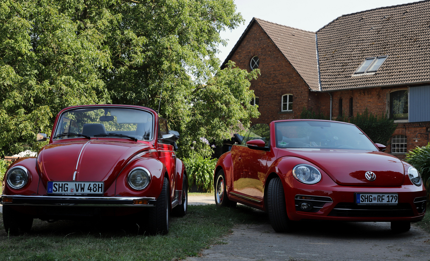 red beetles