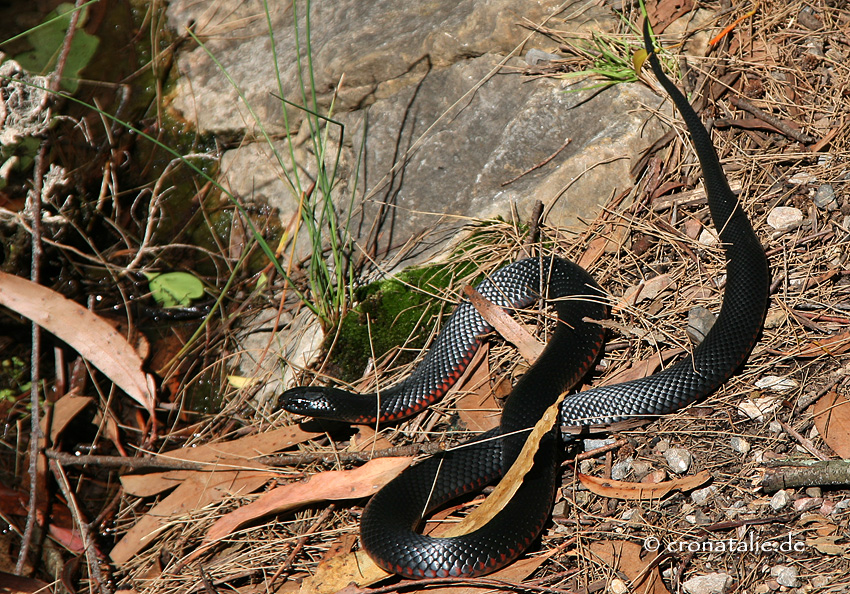 Red-bellied Black Snake