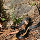 Red-bellied Black Snake