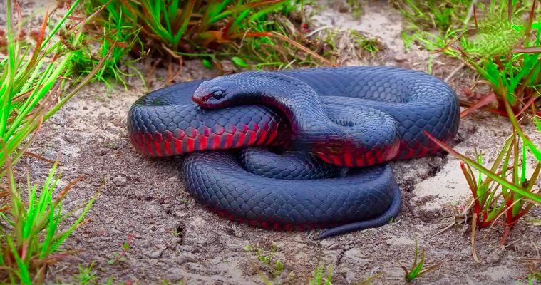 Red-Bellied Black Snake