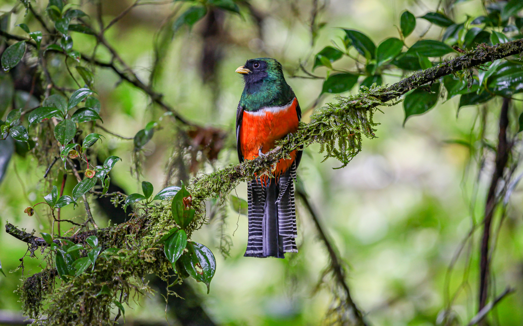 red bellied trogon