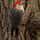 Red-bellied Woodpecker