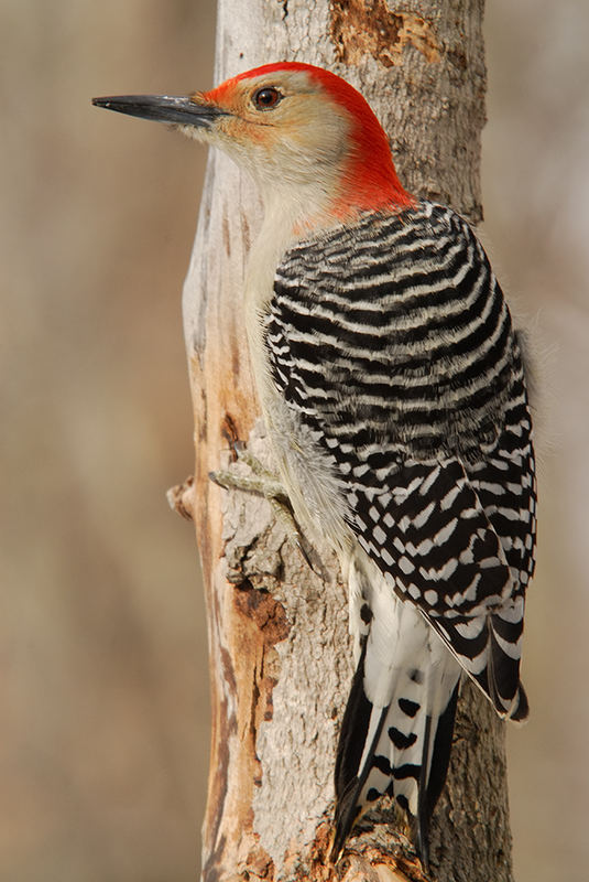 Red-bellied Woodpecker 3