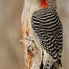 Red-bellied Woodpecker 3