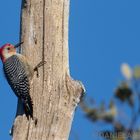 Red bellied Woodpecker