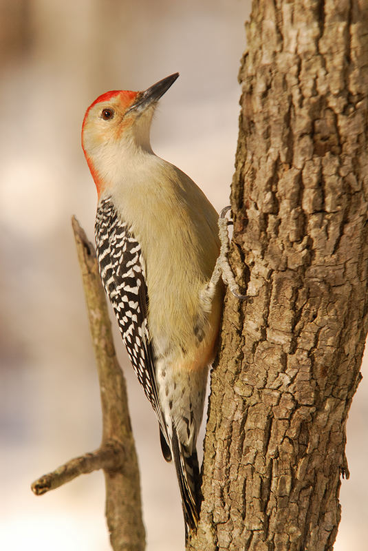 Red-bellied Woodpecker