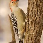 Red-bellied Woodpecker