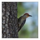 Red-bellied Woodpecker