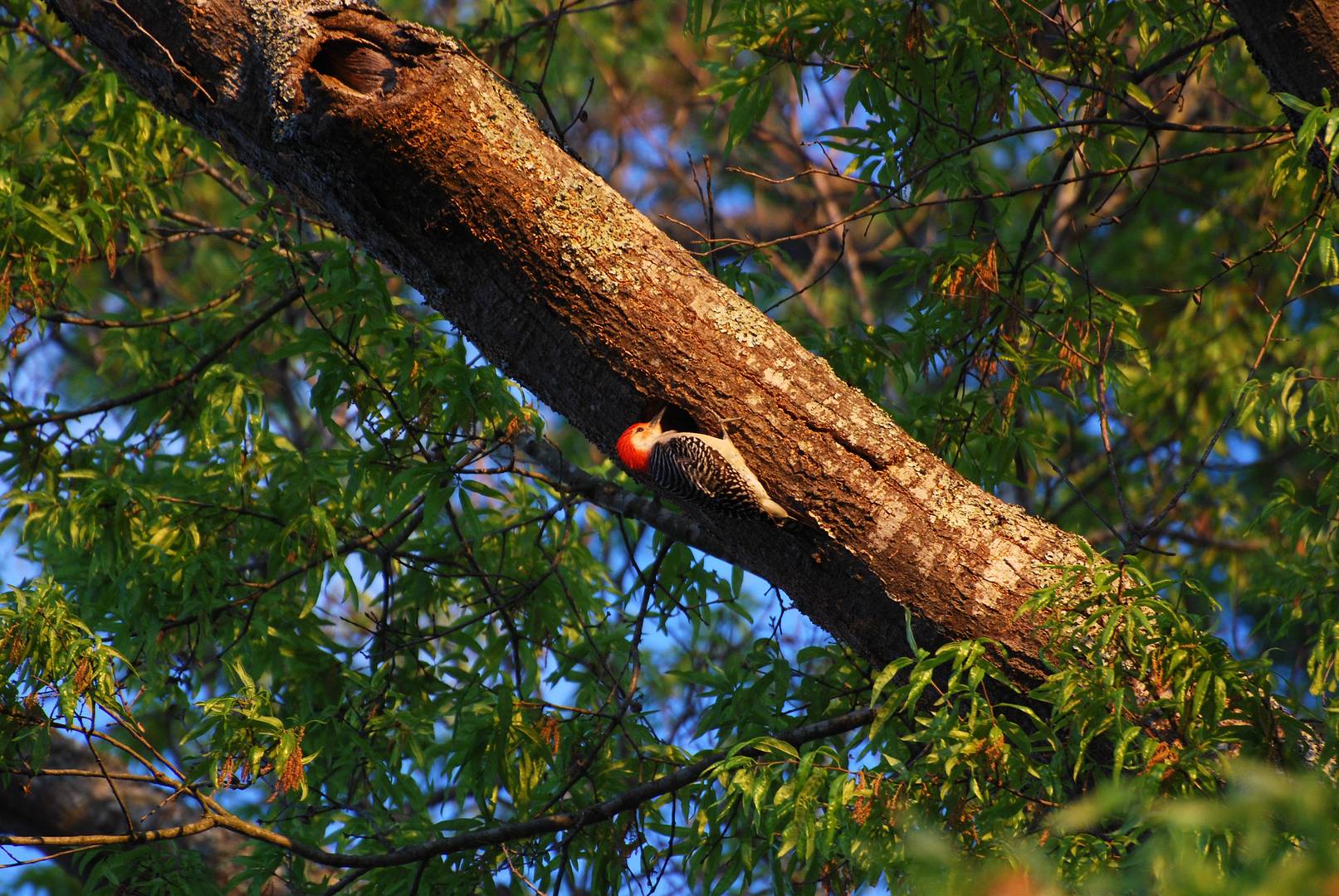 Red Bellied Woodpecker