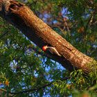 Red Bellied Woodpecker