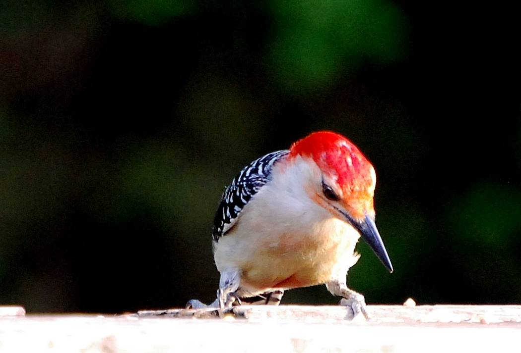 Red Bellied Woodpecker