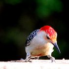 Red Bellied Woodpecker