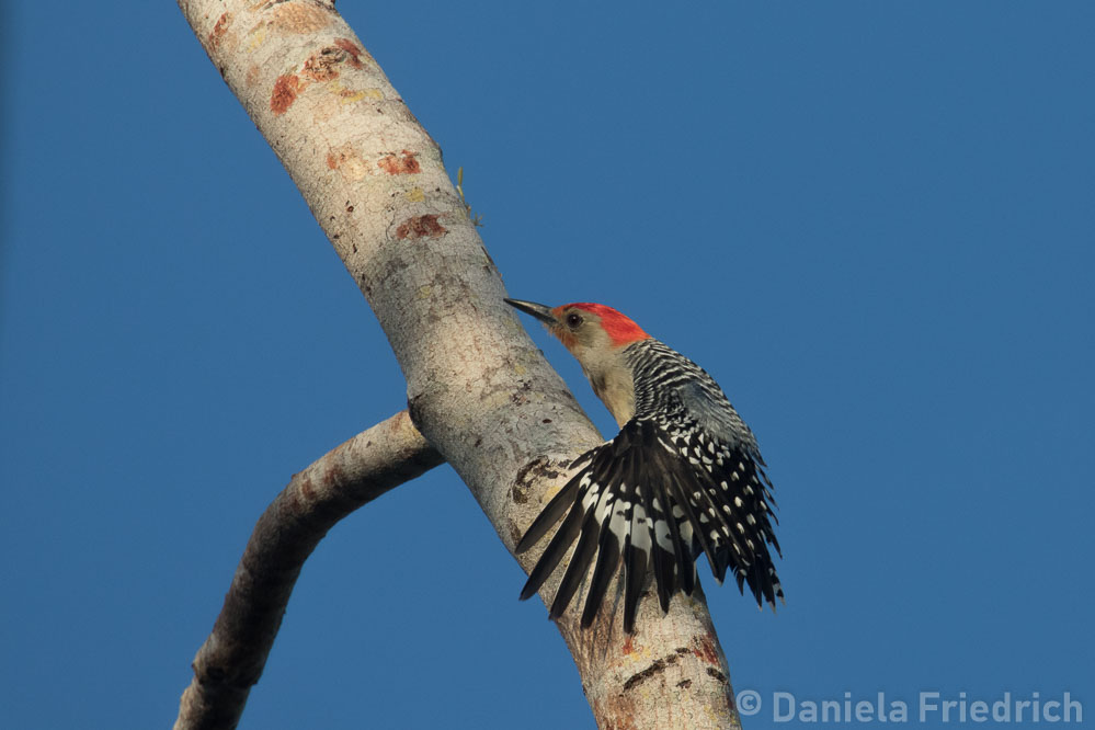 Red bellied Woodpecker