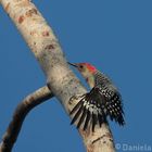 Red bellied Woodpecker