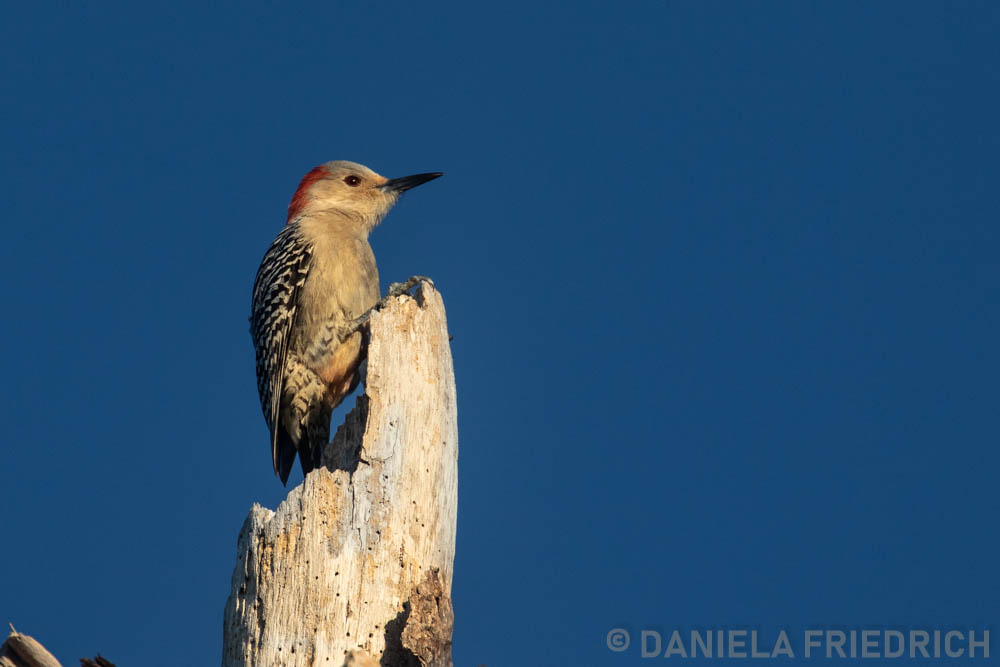 Red bellied Woodpecker