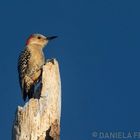 Red bellied Woodpecker