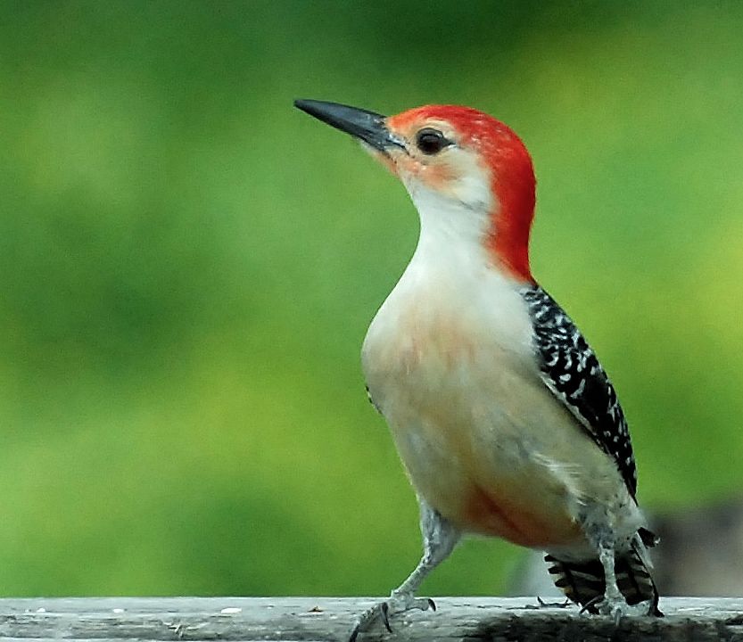 Red-bellied Woodpecker (Melanerpes carolinus)