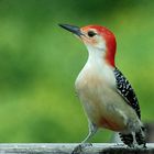 Red-bellied Woodpecker (Melanerpes carolinus)