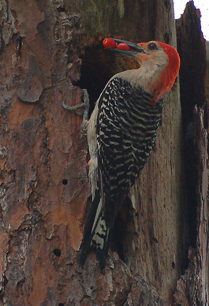 Red-Bellied Woodpecker (Melanerpes carolinus)