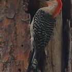 Red-Bellied Woodpecker (Melanerpes carolinus)