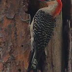 Red-Bellied Woodpecker (Melanerpes carolinus)