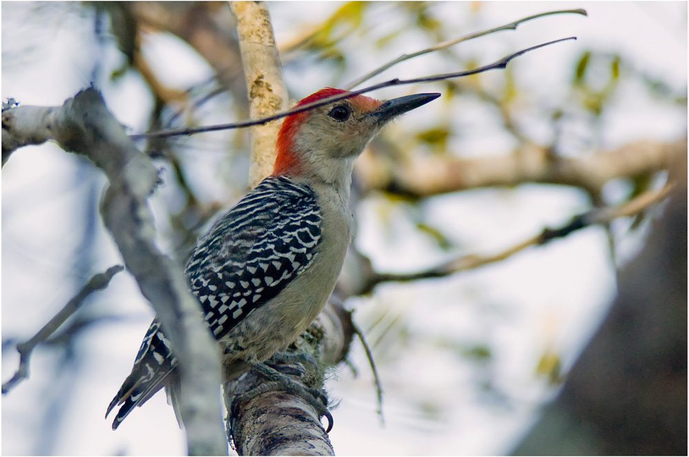 Red-Belllied Woodpecker