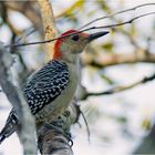 Red-Belllied Woodpecker